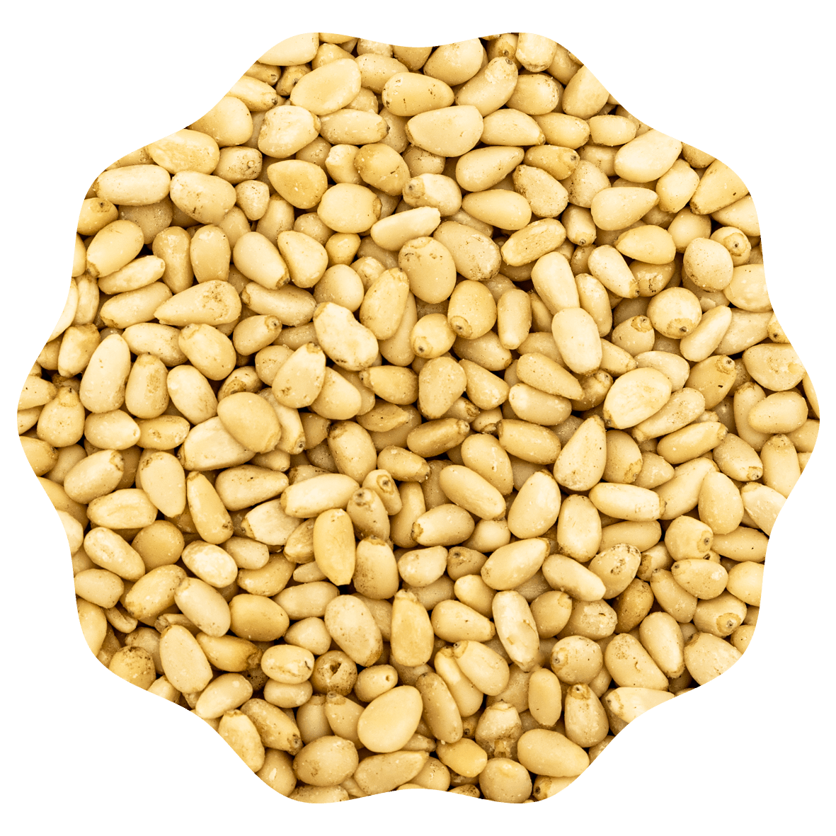 RANOBO PIJNBOOMPITTEN 950